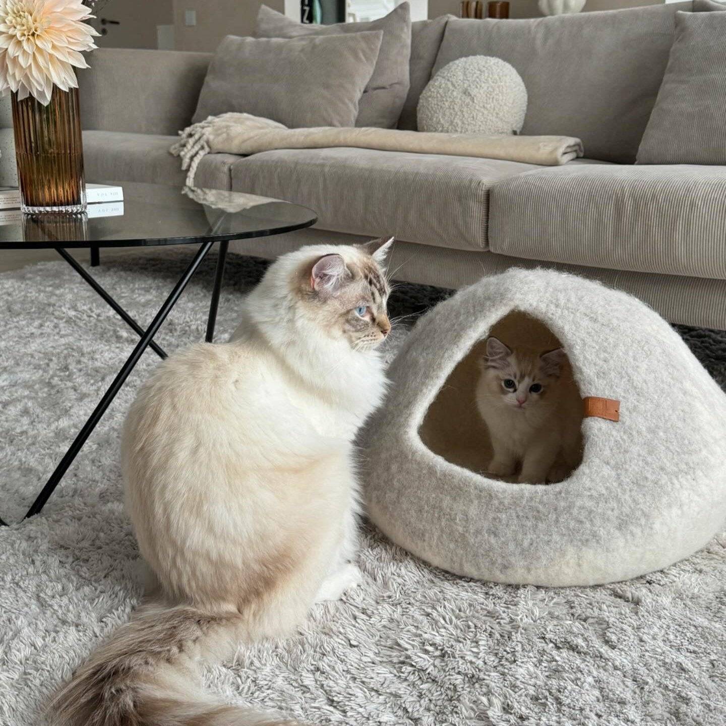 Image - Kitten is laying in Graded cat cave in white, and another cat is sitting outside next to it