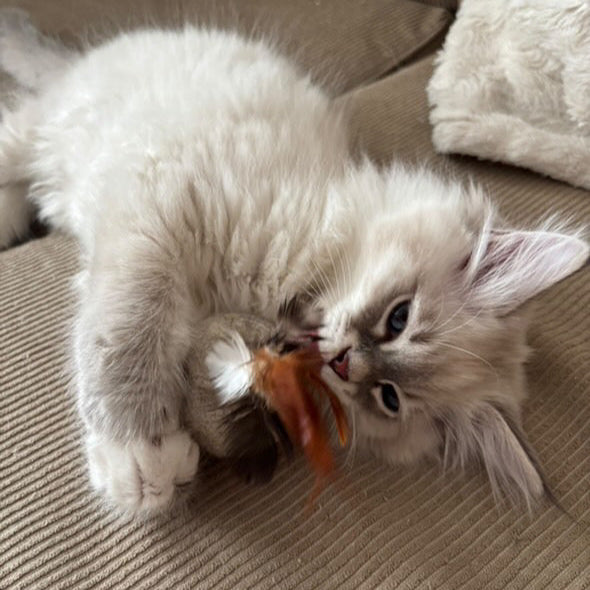 White kitten playing with feather ball