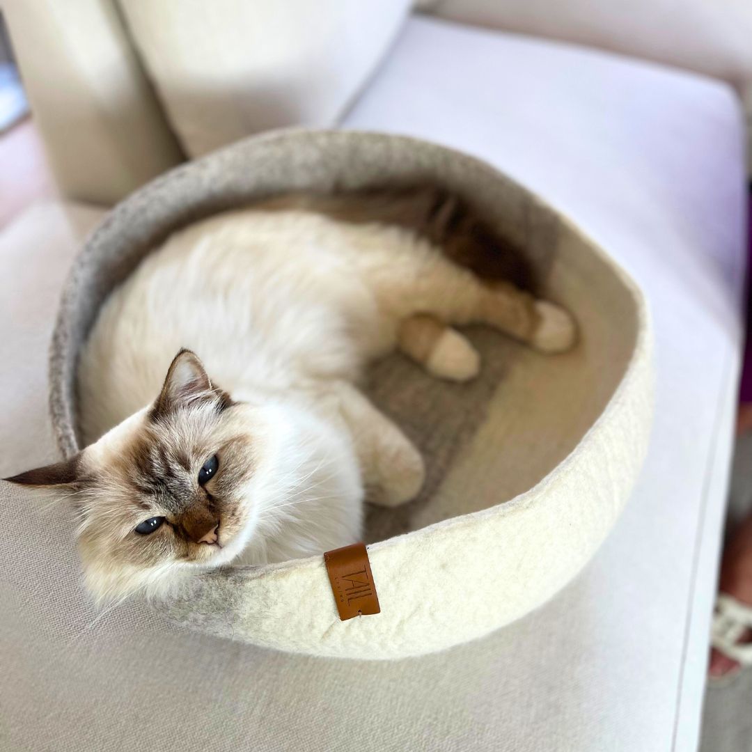 Image - Fluffy cat resting in the Misty cat bed, part of the Duo Kit by Tail Living. Cozy wool pet bed designed for feline comfort and style.