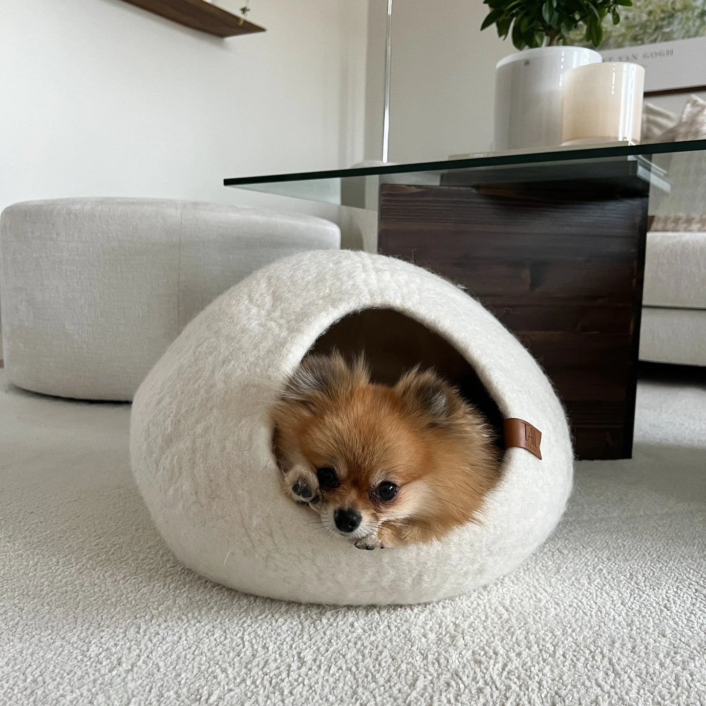 Cassius Kattbädd - Medium