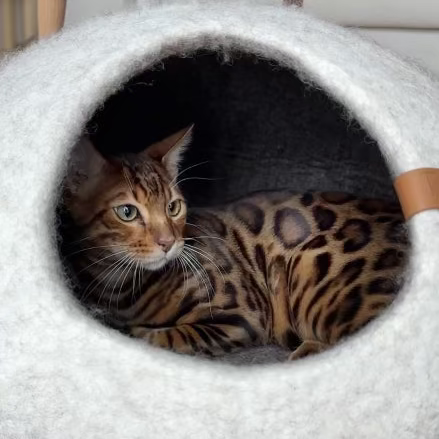 Graderad Cassius Kattbädd - Stor