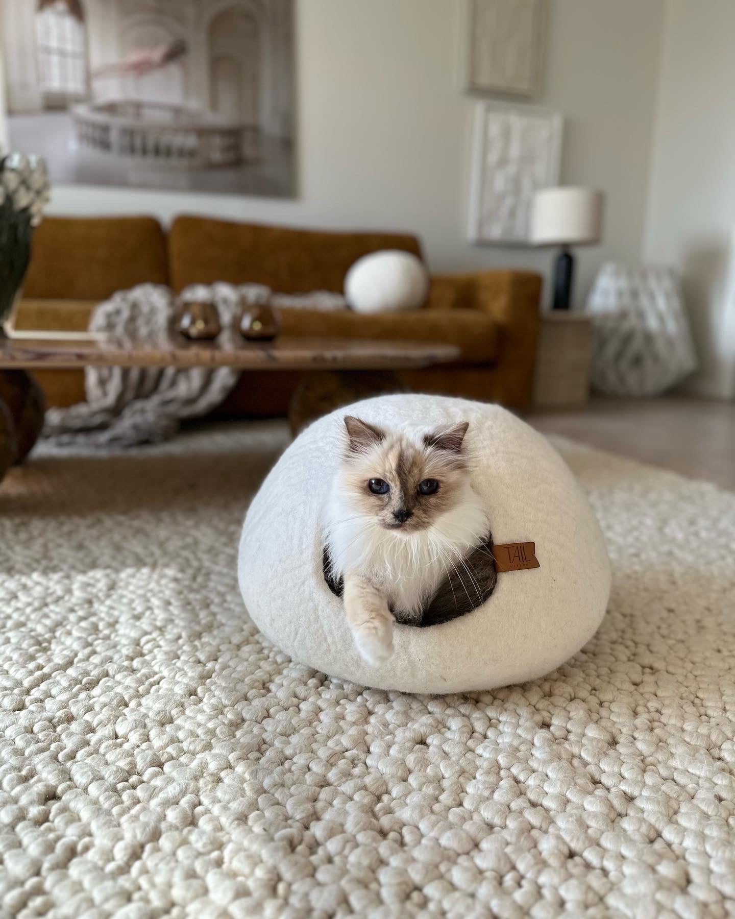 Image - white cat coming out of.a white cat cave in a living room