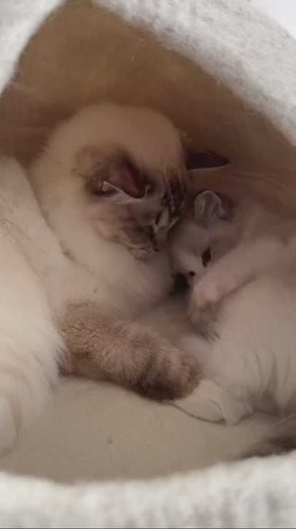 Graderad Cassius Kattbädd - Stor